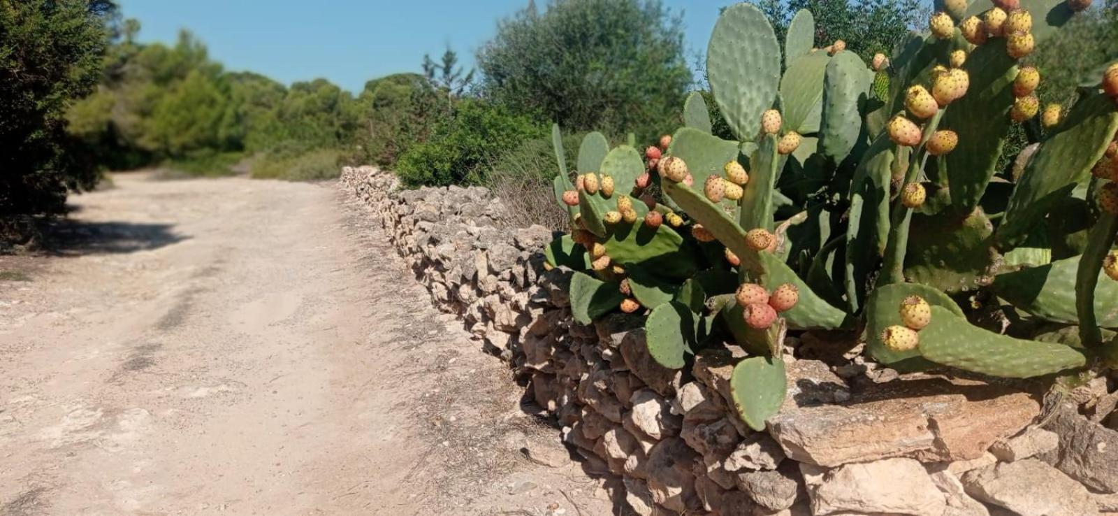 Estudio Cala Saona Exteriér fotografie